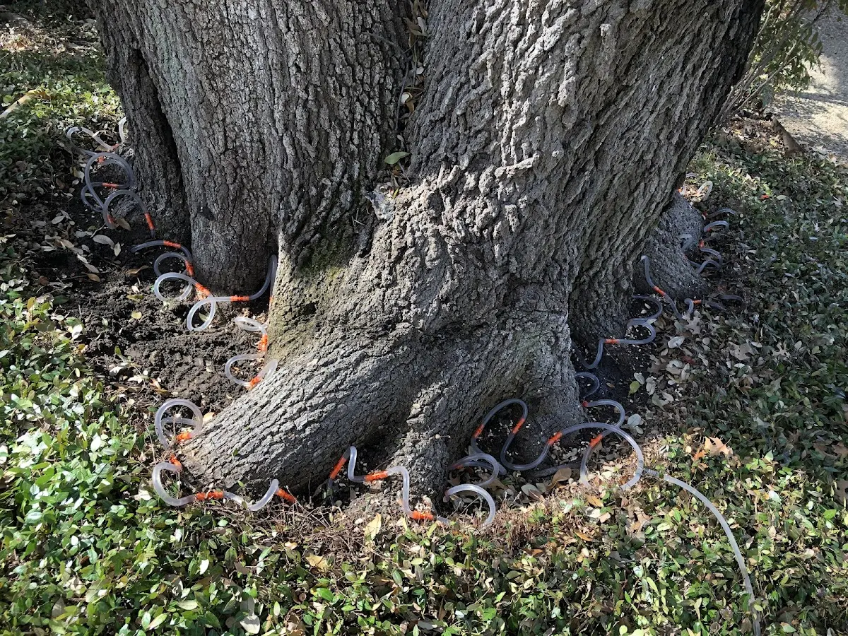 Detailed Tree Cabling and Bracing job site in Century